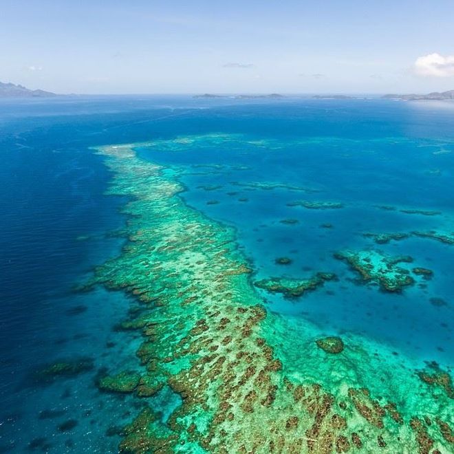 II. The Beauty of Fiji's Soft Corals